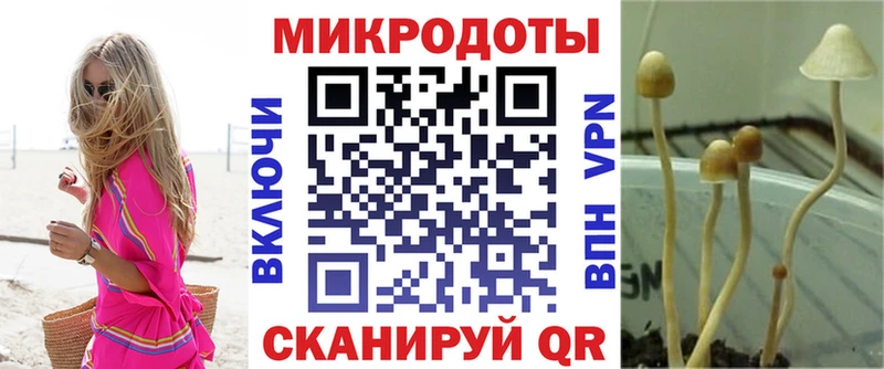 Галлюциногенные грибы Psilocybe Воронеж